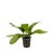 Echinodorus Ozelot Green , 1 vnt